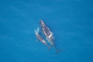 Mother and Calf. Most Right Whales are completely oblivious of what goes on around them.